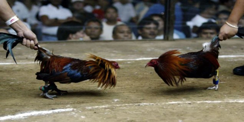 Chú ý quan sát thói quen ra đòn của đối phương